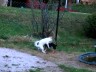Video 1/1111 - Hunde-Peepshow